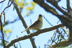 Härmsångare, Hippolais icterina